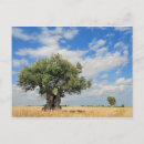Search for olive postcards Landscape