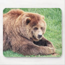 Search for cuddly electronics Bear