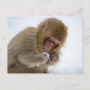Search for japanese snow monkeys postcards Animal