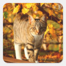 Search for autumn cat stickers Kitten