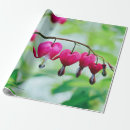 Search for bleeding hearts gift wrap Nature