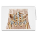 Search for ligament Bone
