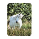 Search for dappled magnets Mare