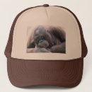 Search for orangutans hats Wildlife