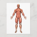 Search for abdominal Muscular system