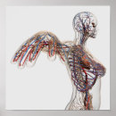 Search for lymphatic system posters Intricacy