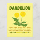 Search for weeds postcards Dandelion