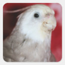 Search for bird face stickers Photography