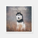 Search for huskies Animals
