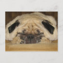 Search for dog sleeping postcards Funny
