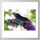 Search for backyard art Flowers