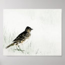 Search for skylark Bird