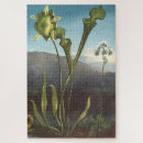 Search for venus fly Flora