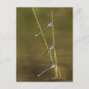 Search for damselfly postcards Nature