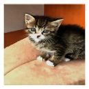 Search for tabbies posters Meow