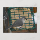 Search for titmouse postcards Tufted