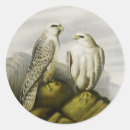 Search for falconer stickers Hawk
