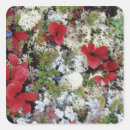 Search for tundra stickers Nature