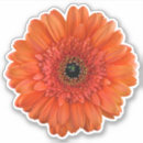 Search for orange daisy stickers Floral