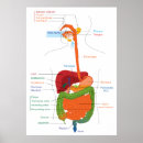 Search for human digestive system posters Gastrointestinal tract