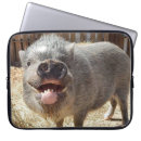 Search for swine cases Pig