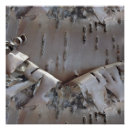Search for birch bark posters Rustic