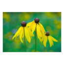 Search for rudbeckia posters Summer