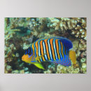 Search for regal posters Fish