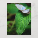 Search for blue morpho postcards Green