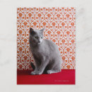 Search for russian blue cat postcards Feline