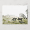 Search for grazing cows postcards Horizontal