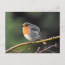 Search for european robin bird postcards Birds