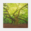 Search for angel oak tree Nature