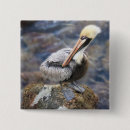 Search for pelican badges Ocean