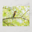 Search for cedars postcards Outdoors