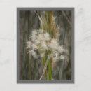 Search for seed postcards Botany