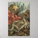 Search for seaweed posters Ocean