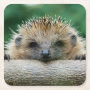 Search for hedgehog coasters Mammal