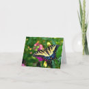 Search for swallowtail butterfly cards Pink