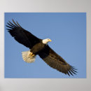Search for bald posters Flying