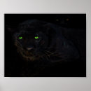 Search for animal black panther art Jungle