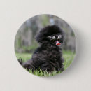 Search for pomeranian badges Black