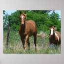 Search for trotting horse posters Equine