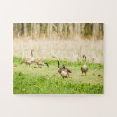 Search for geese puzzles Wildlife