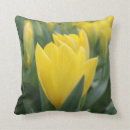 Search for springtime photography Tulip