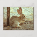 Search for cottontail postcards Cute