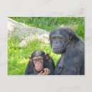 Search for chimpanzees postcards Chimps