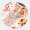 Search for life sciences stickers Ernst haeckel