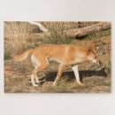 Search for dingo Mammal