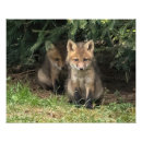 Search for sibling posters Animals